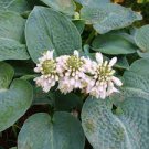 200 PCS Seeds Hosta Seeds Greyish Blue Color
