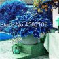 200 PCS Seeds Hosta Seeds Greyish Blue Color