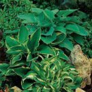 200 PCS Seeds Hosta Seeds Light Army Green With Greyish White Edge