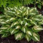 200 PCS Seeds Hosta Seeds Light Army Green With Greyish White Edge