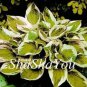 200 PCS Seeds Hosta Seeds Light Army Green With Greyish White Edge