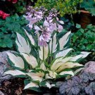 500 PCS Seeds Hosta Seeds Mixed 12 Colors 500 PCS Seeds Hosta Seeds Mixed 12 Colors