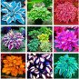 500 PCS Seeds Hosta Seeds Mixed 12 Colors