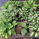 200 PCS Seeds Hosta Seeds Perennial Mixed 8 Types