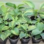 200 PCS Seeds Hosta Seeds Perennial Mixed 8 Types