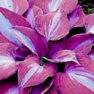 200 PCS Seeds Hosta Seeds Purple Round Leaves