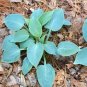 100 PCS Seeds Hosta Seeds Sky Blue Leaves