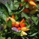 60 PCS Seeds Hot Chili Peppers