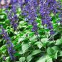 60 PCS Seeds Hot Chili Peppers
