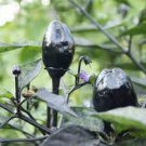 20 PCS Seeds Hot Chilli Pepper Black Olive Seeds professional pack 20 PCS Seeds Hot Chilli Pepper Black Olive Seeds professional pack