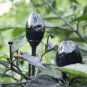 20 PCS Seeds Hot Chilli Pepper Black Olive Seeds professional pack