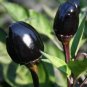 20 PCS Seeds Hot Chilli Pepper Black Olive Seeds professional pack