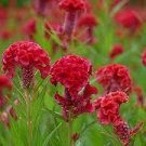 30 PCS Seeds Hot Fire Red Cockscomb Annual Flower 30 PCS Seeds Hot Fire Red Cockscomb Annual Flower