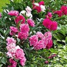 5 PCS Seeds Hot Fire Red Wrinkled Peony Tree 5 PCS Seeds Hot Fire Red Wrinkled Peony Tree