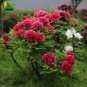 5 PCS Seeds Hot Fire Red Wrinkled Peony Tree