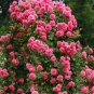 5 PCS Seeds Hot Fire Red Wrinkled Peony Tree