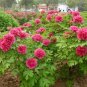 5 PCS Seeds Hot Fire Red Wrinkled Peony Tree