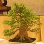 100 PCS Seeds Hot Pure Natural Herba Houttuyniae Chinese Herbal Bonsai