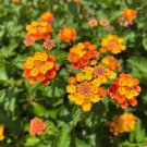 20 PCS Seeds Hot Sale Orange Lantana Camara Perennial 20 PCS Seeds Hot Sale Orange Lantana Camara Perennial