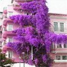 100 PCS Seeds Hot Sale Pink Climbing Bougainvillea Spectabilis Willd Bonsai Plant Flower 100 PCS Seeds Hot Sale Pink Climbing Bougainvillea Spectabilis Willd Bonsai Plant Flower