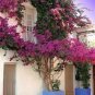 100 PCS Seeds Hot Sale Pink Climbing Bougainvillea Spectabilis Willd Bonsai Plant Flower