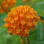 20 PCS Seeds Hot Sale Sementes Flower Attractive Butterfly Milkweed Asclepias