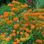 20 PCS Seeds Hot Sale Sementes Flower Attractive Butterfly Milkweed Asclepias