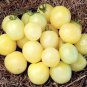 100 PCS Seeds Hot Sale White Tomato Seeds for Home Garden Bonsai Fruits