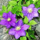 100 PCS Seeds Hot Selling Gimax Clematis Flower Seeds Perennial Plant Garden 100 PCS Seeds Hot Selling Gimax Clematis Flower Seeds Perennial Plant Garden