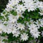 100 PCS Seeds Hot Selling Gimax Clematis Flower Seeds Perennial Plant Garden