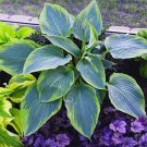 150 PCS Seeds Hot Selling Gimax Hosta Flower Garden Perennials
