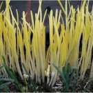 50 PCS Seeds Hotbed Chives Chinese Yellow Chives NON-GMO Great Vegetables