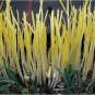 50 PCS Seeds Hotbed Chives Chinese Yellow Chives NON-GMO Great Vegetables