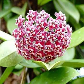 100 PCS Seeds Hoya Carnosa