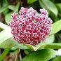 100 PCS Seeds Hoya Carnosa