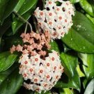 100 PCS Seeds Hoya Carnosa Blood Red Color 100 PCS Seeds Hoya Carnosa Blood Red Color
