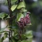 100 PCS Seeds Hoya Carnosa Blood Red Color