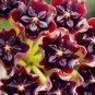 100 PCS Seeds Hoya Carnosa Blood Red Color