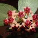 100 PCS Seeds Hoya Carnosa Bonsai Hoya Fleshy Flower Bonsai Garden Plants 100 PCS Seeds Hoya Carnosa Bonsai Hoya Fleshy Flower Bonsai Garden Plants
