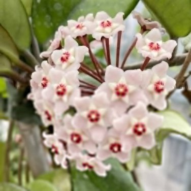 50 PCS Seeds Hoya Carnosa Flower Seeds Milky White with Dark Red Centre