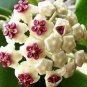50 PCS Seeds Hoya Carnosa Flower Seeds Milky White with Dark Red Centre