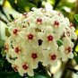 50 PCS Seeds Hoya Carnosa Flower Seeds Milky White with Dark Red Centre