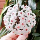 15 PCS Seeds Hoya Carnosa Plant Seed Garden Plant 15 PCS Seeds Hoya Carnosa Plant Seed Garden Plant