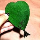 100 PCS Seeds Hoya kerrii Seeds December orchid Family Bonsai Garden Supplies 100 PCS Seeds Hoya kerrii Seeds December orchid Family Bonsai Garden Supplies