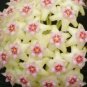 20 PCS Seeds Hoya Seeds Light Yellow with Light Pink Centre