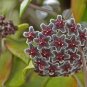 20 PCS Seeds Hoya Seeds Potted Seed Hoya Carnosa Flower
