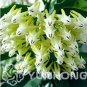 100 PCS Seeds Hoya Seeds Rare Rocket Hoya Flower Seeds Perennial Plants Carnosa