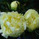 5 PCS Seeds Huang Huakui Golden Yellow Peony Flowers 5 PCS Seeds Huang Huakui Golden Yellow Peony Flowers