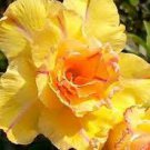 2 PCS Seeds Huangmao' Yellow Desert Rose 2 PCS Seeds Huangmao' Yellow Desert Rose