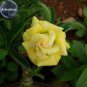 2 PCS Seeds Huangmao' Yellow Desert Rose